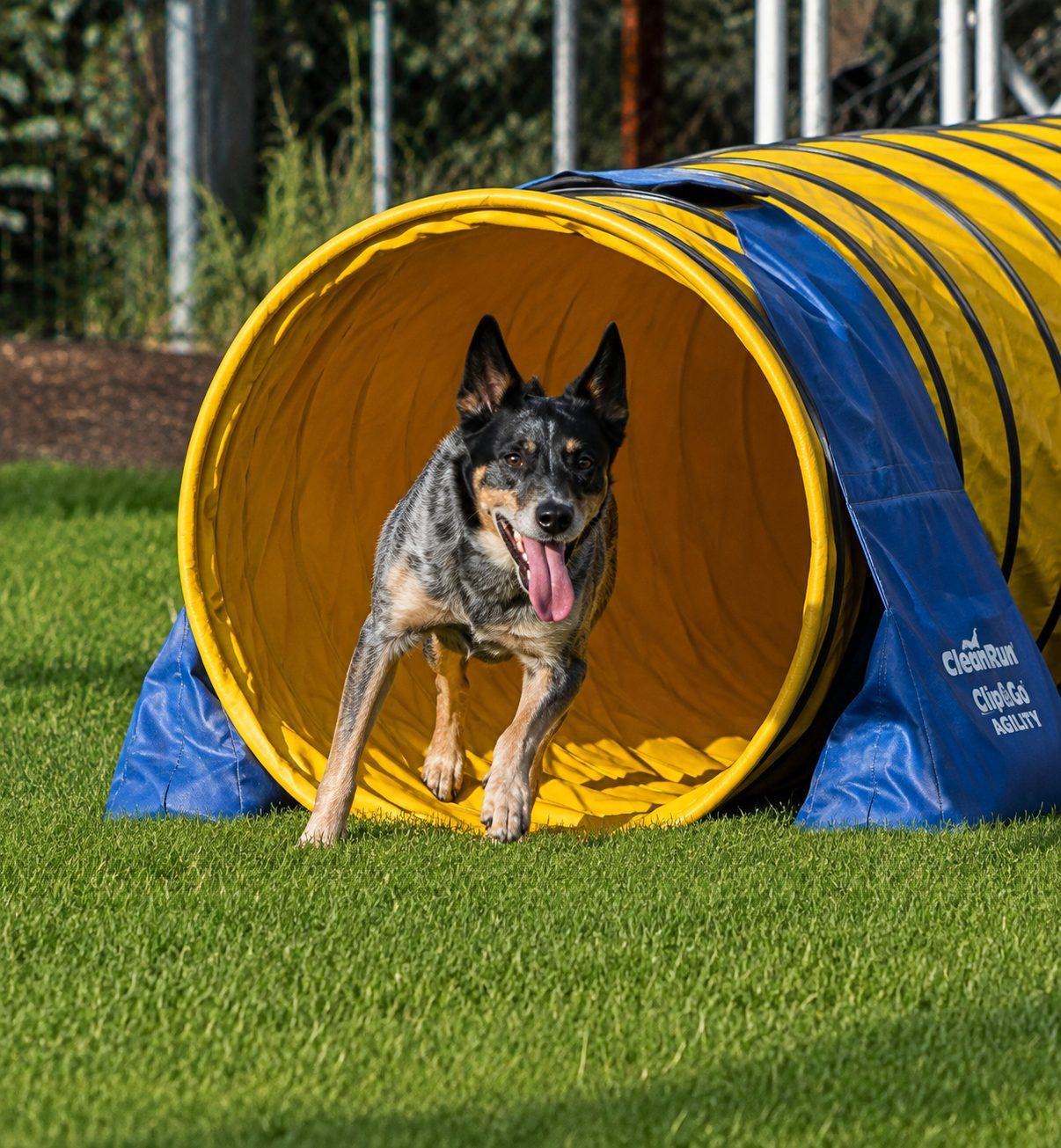 Australian cattle dog running out of an agility tunnel on the grass field at Good Dog Agility Club in Chandler, Arizona
