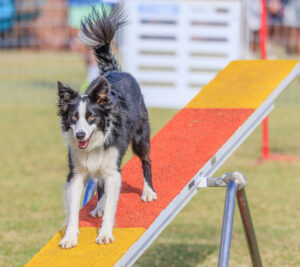 Trials & Events 1 GDA USDAA 110224 1359 scaled e1754597814505 1